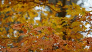 The colorful forest view in the natural park in autumn photo