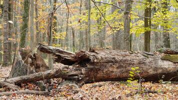 The colorful forest view in the natural park in autumn photo