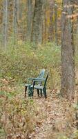 The colorful forest view in the natural park in autumn photo