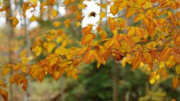 The colorful forest view in the natural park in autumn photo