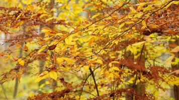 The colorful forest view in the natural park in autumn photo
