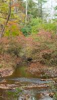 The colorful forest view in the natural park in autumn photo