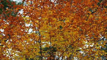 The colorful forest view in the natural park in autumn photo
