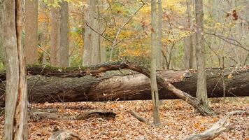 The colorful forest view in the natural park in autumn photo
