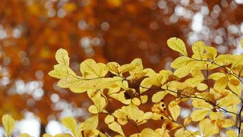 The colorful forest view in the natural park in autumn photo