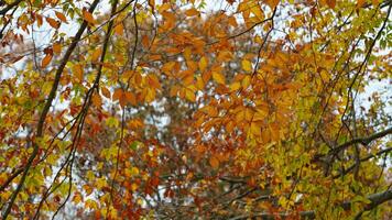 The colorful forest view in the natural park in autumn photo