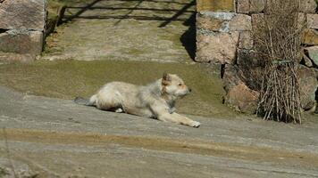 The cute dog view with the adorable state in the yard photo