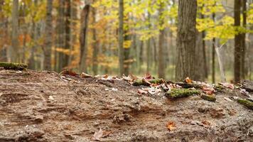 The colorful forest view in the natural park in autumn photo