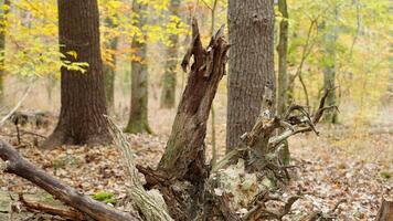 The colorful forest view in the natural park in autumn photo