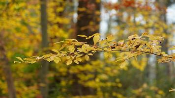The colorful forest view in the natural park in autumn photo