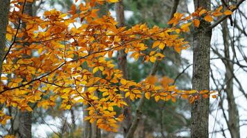 The colorful forest view in the natural park in autumn photo