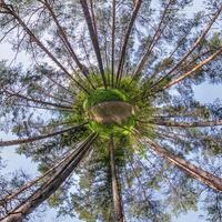 tiny planet transformation of spherical panorama 360 degrees. Spherical abstract aerial view with trees in forest with clumsy branches in blue sky. Curvature of space. photo