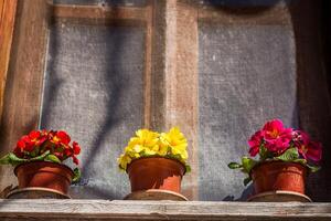 Three potted flowers in red, yellow, and pink on a windowsill with a mesh screen behind them, in Turkey. photo