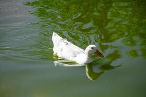 White duck swimming in a green pond with reflections of trees on the water surface. photo