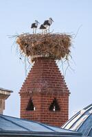 Storks standing on a large nest made of twigs and branches, situated on top of a red brick chimney. photo
