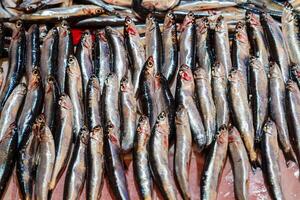 Close view of a large number of fresh fish, like sardines, laid out on a market stall with silver and shiny fish and some showing hints of red near their gills. photo