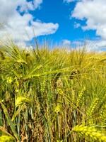 View of a ripe wheat field in sunny warmth in summer photo