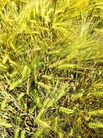 View of a ripe wheat field in sunny warmth in summer photo