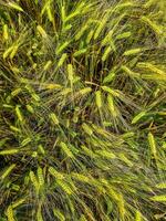 View of a ripe wheat field in sunny warmth in summer photo