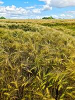 View of a ripe wheat field in sunny warmth in summer photo