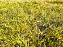 View of a ripe wheat field in sunny warmth in summer photo