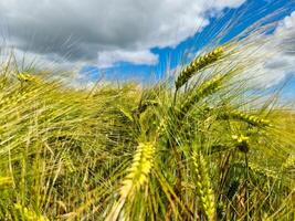 View of a ripe wheat field in sunny warmth in summer photo