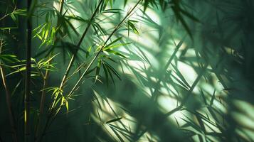 Light shines on the bamboo, casting shadows on the dark green Chinese-style wall. photo