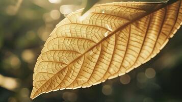 Close-up of a leaf in the sun with unique and simple patterns and textures. photo