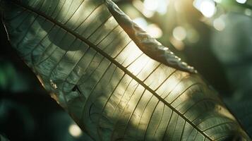 Close-up of a leaf in the sun with unique and simple patterns and textures. photo