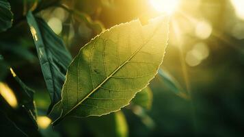 Close-up of a leaf in the sun with unique and simple patterns and textures. photo