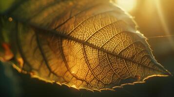 Close-up of a leaf in the sun with unique and simple patterns and textures. photo