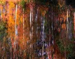 abstract colorful autumn background with reflections of grass and trees in lake water photo