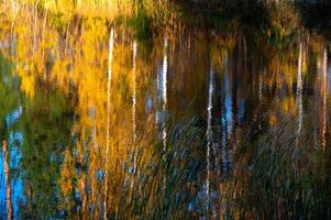 abstract colorful autumn background with reflections of grass and trees in lake water photo