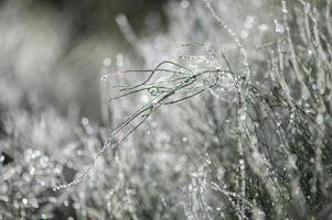 grass with dew drops - a beautiful bokeh background photo