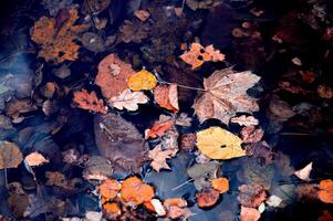 Orange-yellow autumn leaves float in the dark water in close-up. Colorful natural autumn background photo
