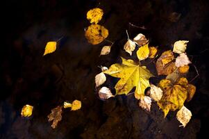 Orange-yellow autumn leaves float in the dark water in close-up. Colorful natural autumn background photo