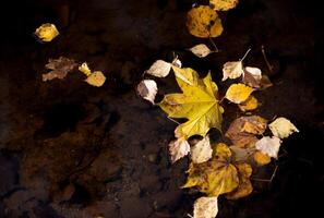 Orange-yellow autumn leaves float in the dark water in close-up. Colorful natural autumn background photo
