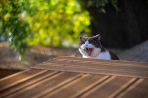 Cute british shorthair cat opens mouth wide in a teeth displaying, ferocious seeming yawn. This gives the appearance the cat may be yelling or shouting photo