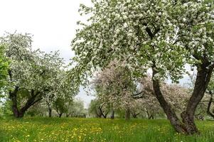 Blooming apple trees. White flowers on apple trees in garden. Spring garden with blooming plants photo