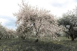 Blooming apple trees. White flowers on apple trees in garden. Spring garden with blooming plants photo