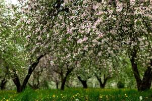 Blooming apple trees. White flowers on apple trees in garden. Spring garden with blooming plants photo