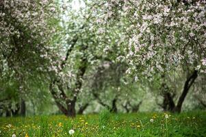 Blooming apple trees. White flowers on apple trees in garden. Spring garden with blooming plants photo