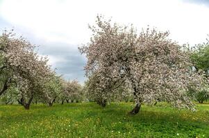 Blooming apple trees. White flowers on apple trees in garden. Spring garden with blooming plants photo