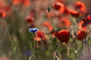 Incredibly beautiful flowering poppies. Red field of flowers at sunset. photo