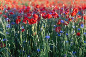 Incredibly beautiful flowering poppies. Red field of flowers at sunset. photo