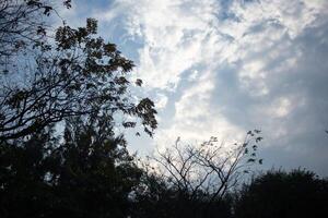 heaven cloudy dark clouds sky in sunset twilight evening dusk time with sunlight ray from between clouds with tree silhouette background photo