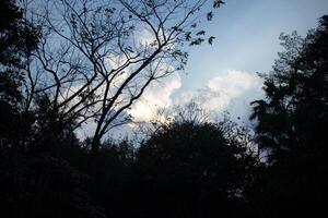 heaven cloudy dark clouds sky in sunset twilight evening dusk time with sunlight ray from between clouds with tree silhouette background photo