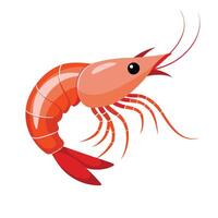 illustration of a shrimp isolated on white vector