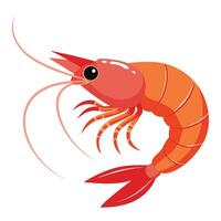 illustration of a shrimp isolated on white vector