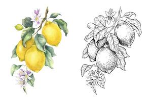 Set of lemon branches, leaves and fruits. Watercolor and ink sketch hand drawn isolated illustrations. Half tropical citrus fruit. Design for menu, package, cosmetic, textile, cards vector